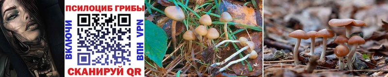 блэк спрут ТОР  Пыталово  Псилоцибиновые грибы Cubensis 